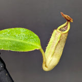 Nepenthes [(Rokko x boschiana) x veitchii] x veitchii "The Wave", CAR-0271 - Exact Plant 03/01/24