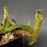 Nepenthes veitchii LL x (sumatrana x platychila), CAR-0251