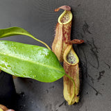 Nepenthes thorelii (d) x [(lowii x veitchii) x burbidgeae], CAR-0221