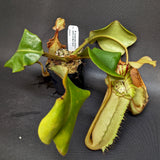 Nepenthes truncata Giant Striped x veitchii (m) Bario Squat