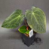 Anthurium forgetii Dark x papillilaminum SC2, CAR-0274