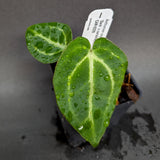 Anthurium crystallinum 'Dark' x carlablackiae, CAR-0229