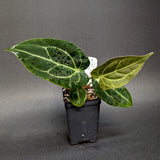 Anthurium crystallinum 'Dark' x carlablackiae, CAR-0229