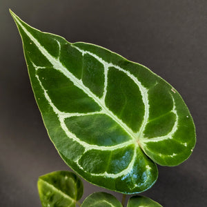 Anthurium forgetii x crystallinum, CAR-0345