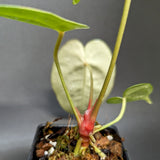 Anthurium forgetii x crystallinum, CAR-0345