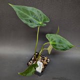 Anthurium crystallinum Dark x papillilaminum, CAR-0241