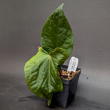 Anthurium forgetii 'Silver' x debilis, CAR-0228