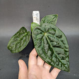 Anthurium crystallinum Dark x luxurians, CAR-0231 - Exact Plant 02/02/24