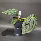 Anthurium crystallinum Dark x luxurians, CAR-0231