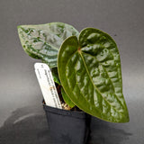 Anthurium (Red crystallinum x magnificum) -Tezula x luxurians, CAR-0236