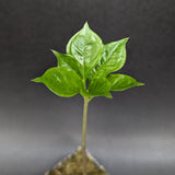 Amorphophallus variabilis, Voodoo Lily