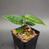 Anthurium (magnificum x forgetii) x {[regale x (crystal x magnificum)] x Ace of Spades}, CAR-0347