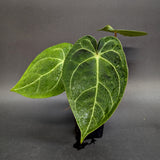 Anthurium forgetii 'Silver' x Indo Hoffmannii X, CAR-0284