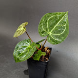 Anthurium forgetii 'Silver' x Indo Hoffmannii X, CAR-0284