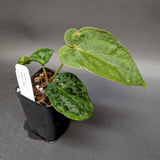 Anthurium dressleri - NSE