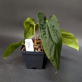 Anthurium dressleri - NSE