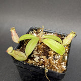 Nepenthes smilesii, CAR-0350