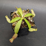 Nepenthes smilesii, CAR-0350