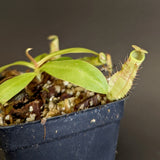 Nepenthes smilesii, CAR-0350