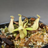 Nepenthes rafflesiana (Maroon x Fukakusa), CAR-0351