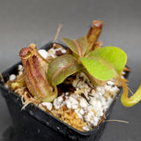 Nepenthes truncata x tiveyi Geoff Wong, CAR-0355