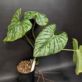 Philodendron sodiroi aff