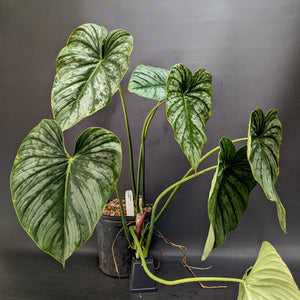 Philodendron sodiroi aff