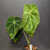 Anthurium magnificum - Exact Plant