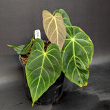 Anthurium magnificum - Exact Plant