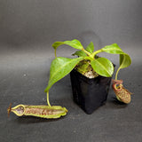 Nepenthes maxima, BE-3067