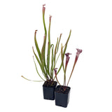 Outdoor Beginner Carnivorous Plant Collection - FREE SHIPPING