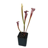 Outdoor Beginner Carnivorous Plant Collection - FREE SHIPPING