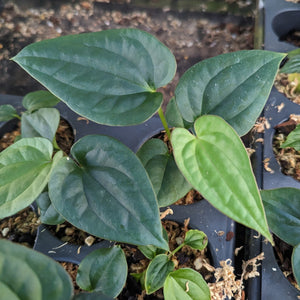 Anthurium antolakii (BVEP) x luxurians, CAR-0280