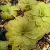 Pinguicula 'Golden Eye' Butterwort