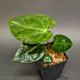 Anthurium (crystallinum x forgetii) x Indo Hoffmannii, CAR-0358