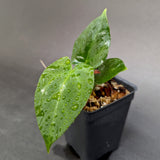 Anthurium (crystallinum x forgetii) x Indo Hoffmannii, CAR-0358