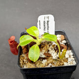 Nepenthes villosa x robcantleyi - Exact Plant