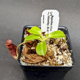 Nepenthes villosa x robcantleyi - Exact Plant