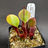 Heliamphora minor var pilosa (Auyan)