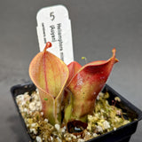 Heliamphora minor var pilosa (Auyan)