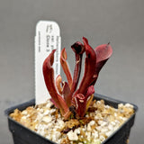 Heliamphora minor var pilosa (Auyan)