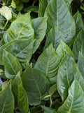 Anthurium veitchii, King Anthurium