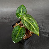 Anthurium (crystallinum x magnificum) SC x carlablackiae, CAR-0363