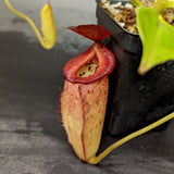 Nepenthes robcantleyi x tenuis, BE-3982