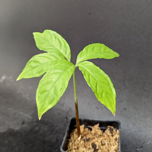 Amorphophallus borneensis, Voodoo Lily