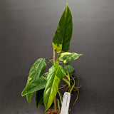 Philodendron domesticum Variegated - Exact Plant 10/06/23