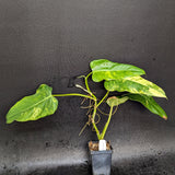 Philodendron domesticum Variegated - Exact Plant 10/06/23