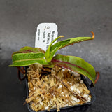 Nepenthes diabolica - Exact Plant