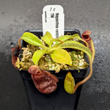 Nepenthes veitchii Candy x Trusmadiensis