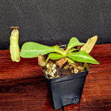 Nepenthes veitchii [(k) x (Murud x Candy) -Striped], CAR-0242